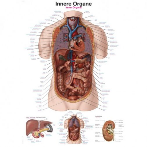 Internal Organs - Poster