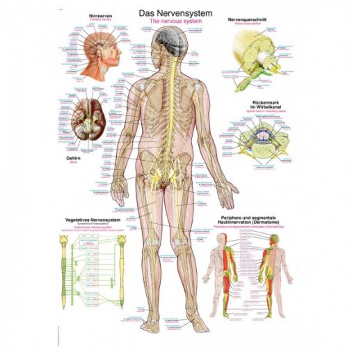 The Nervous System - Small Poster