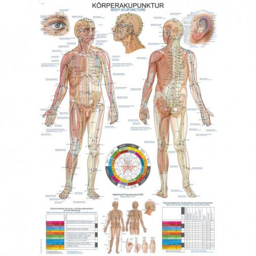 Body Acupuncture - Small Poster