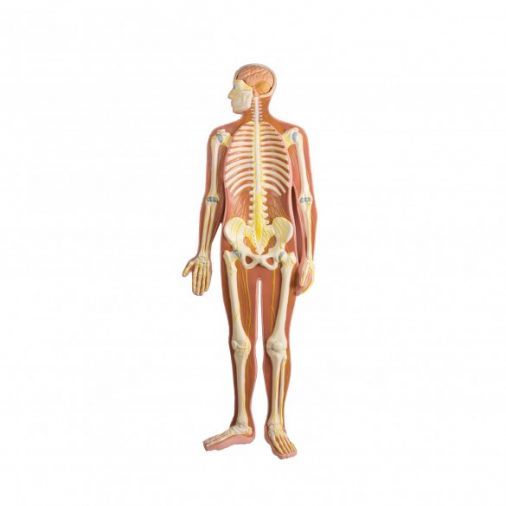 Nervous System Model - Half Life-Size