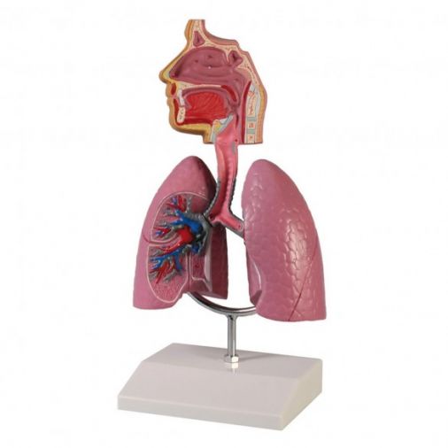 Human Respiratory System