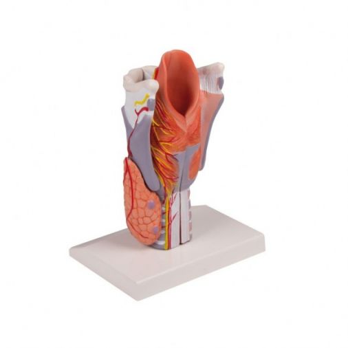 Larynx Model - 2 Times Life-Size, 5 Parts