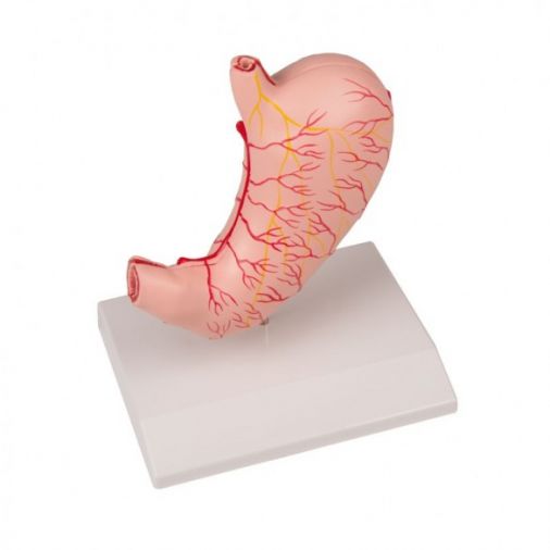 Stomach Model - Life-Size, 2 Parts