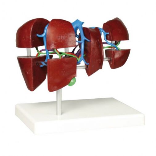 Segmental Liver