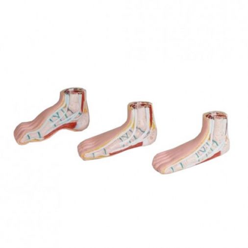 Miniature Feet Model Set