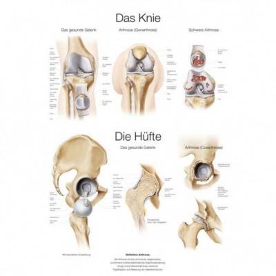 Anatomical Charts